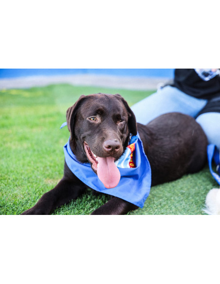 Fc barcelona dog sales bandana